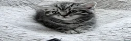 British Shorthair cats for sale: GCCF reg BSH BLACK SILVER TABBY KITTENS - Advert 7