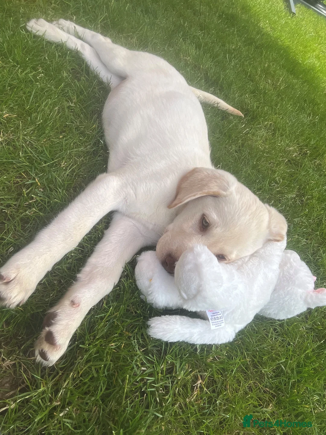 Labrador Retriever dogs for sale: Yellow Labrador Puppy for Sale - 3 months old  in Billericay - Advert 5