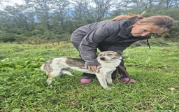 Mixed Breed dogs for adoption: Misty - Norwich Norfolk  - Advert 10