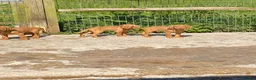 Hungarian Vizsla dogs for sale: LOVINGLY HANDLED WH HUNGARIAN vizsla puppies - Advert 5