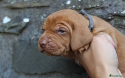 Hungarian Vizsla dogs for sale: Stunning litter KC registered Hungarian Puppy's  - Image 5