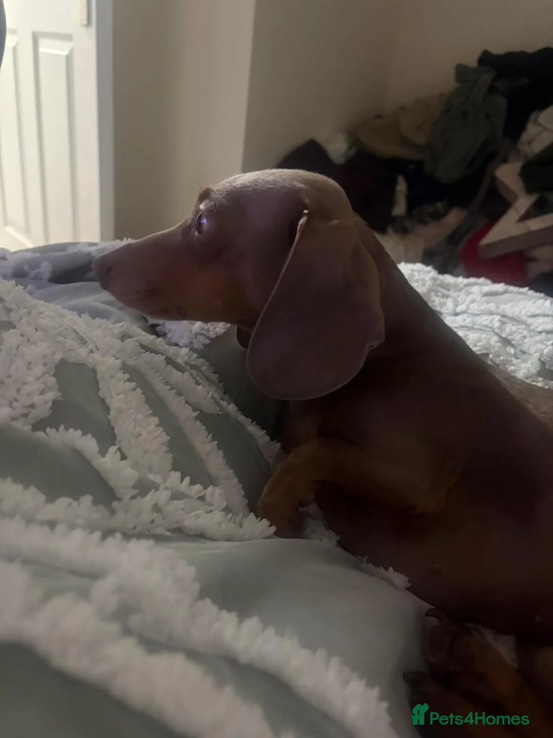 Miniature Dachshund dogs for stud: Isabella and tan for stud  - Advert 4