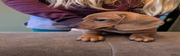 Miniature Dachshund dogs for sale: 1 boy left!Beautiful Miniature Dachshund Puppies   - Advert 6