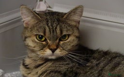British Shorthair cats for sale: Solid Blue & Blue Golden Spotted Tabby Kittens - Image 6