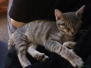 Mixed Breed cats Grey tabby female - Advert 1