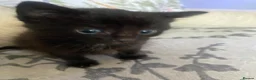 Mixed Breed cats for sale: 6 very sweet Kitties - Advert 9