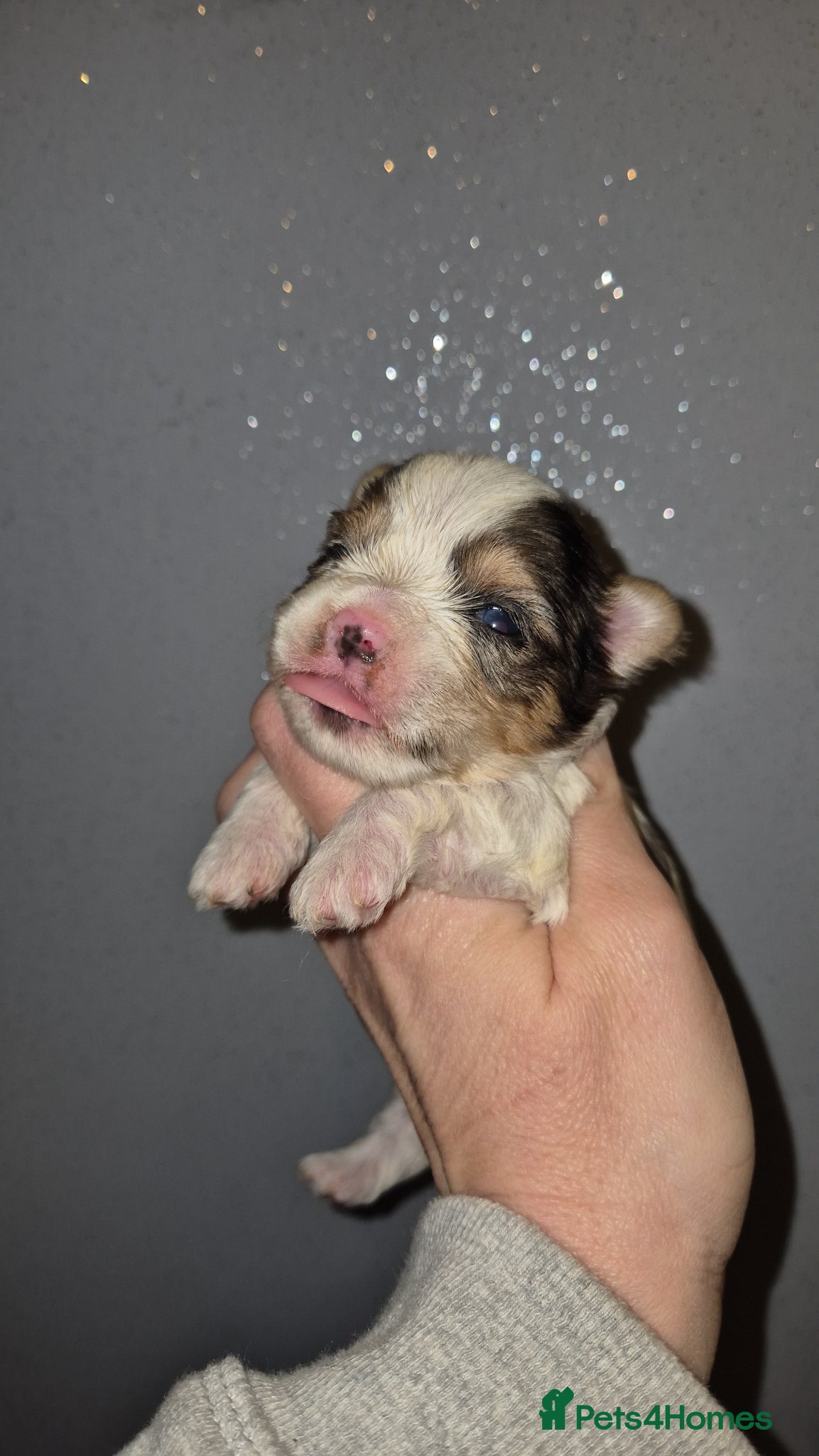 Yorkshire Terrier dogs Blueberry Yorkshire Terrier male puppies  - Advert 1
