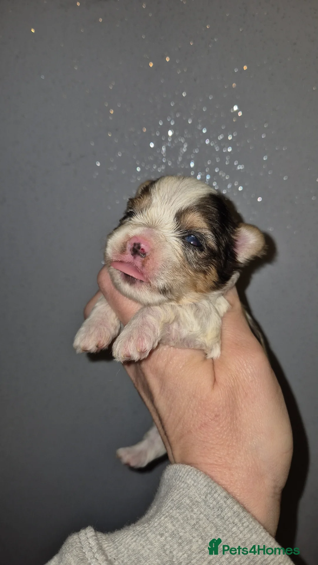 Yorkshire Terrier dogs for sale: Blueberry Yorkshire Terrier male puppies  - Advert 1