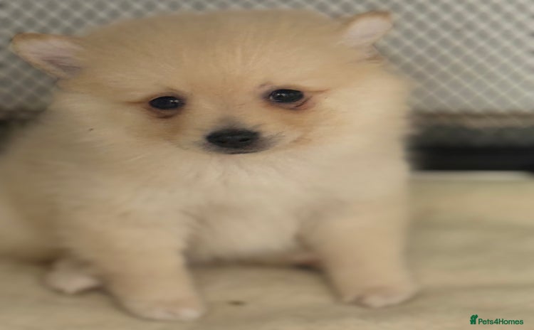 Pomeranian dogs - Advert 3