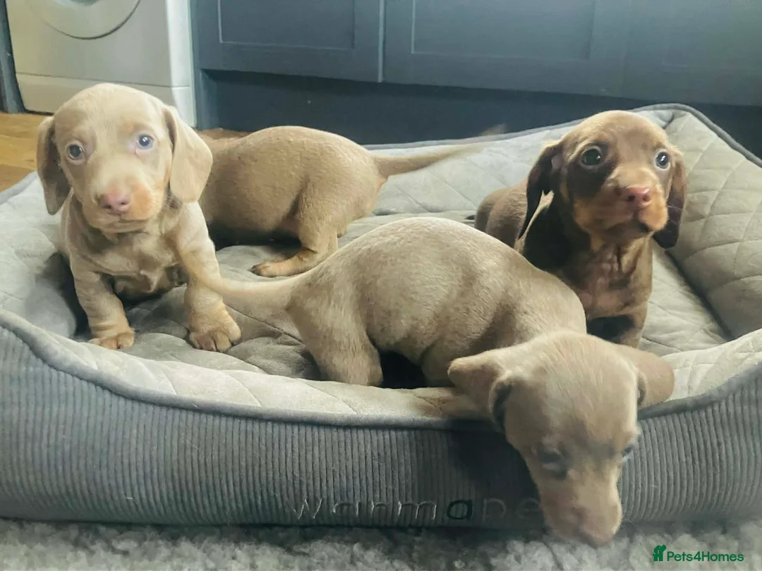 Miniature Dachshund dogs for sale: PRA Cord 1, DM, OI Clear Miniature Dachshund Pups - Advert 19
