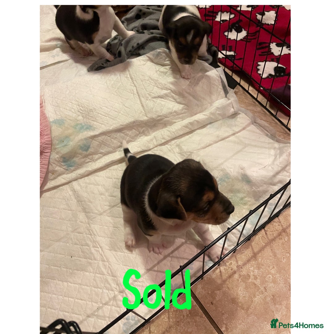 Jack Russell dogs for sale: Beautiful Tri-coloured Jack Russell  - Advert 5