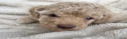 Maltipoo dogs for sale: Adorable F1B Merle/Maltipoo Puppies x 5 - Advert 11