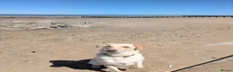 Borador dogs for sale: Bernie - Lab X Collie  - Advert 11