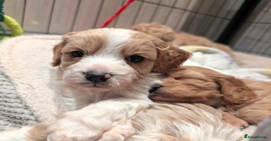 Toy Poodle dogs - Advert 12