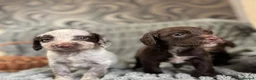 Sprocker dogs for sale: Sprocker in Peterhead - Advert 1