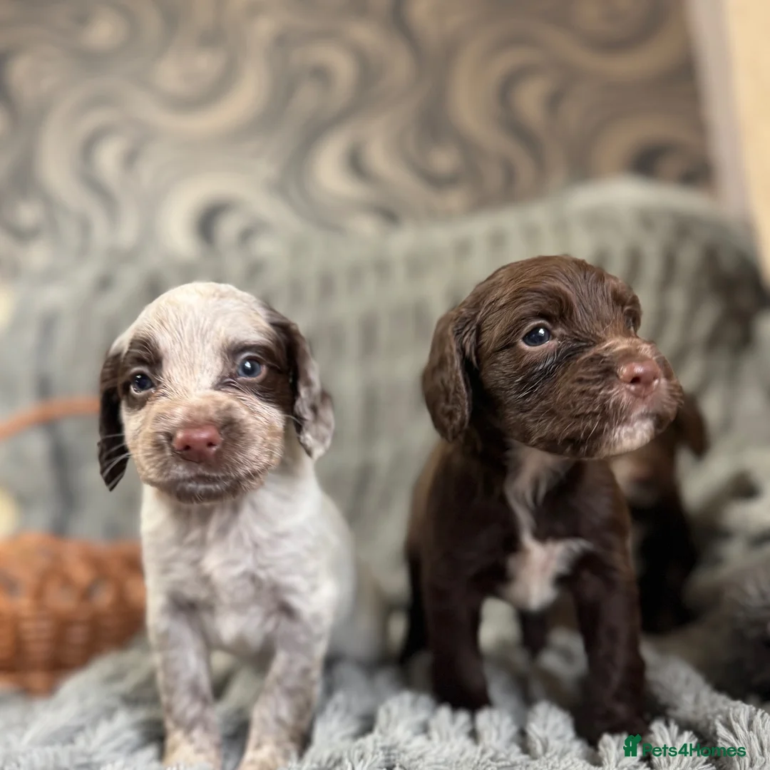 Sprocker dogs for sale: Sprocker in Peterhead - Advert 1