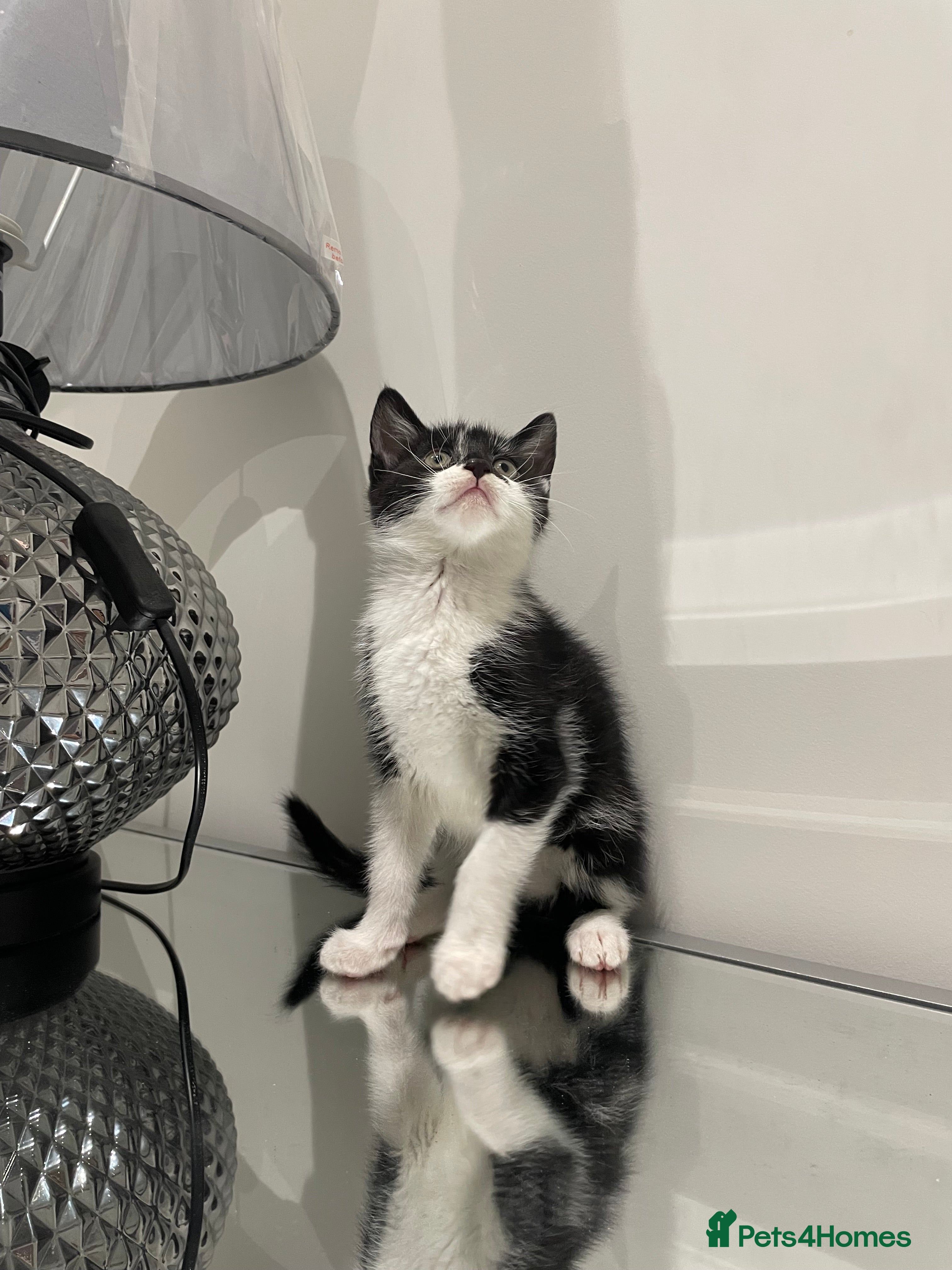 Mixed Breed cats Beautiful kittens ready to go now  - Advert 3