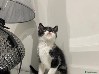 Mixed Breed cats Beautiful kittens ready to go now - Advert 3