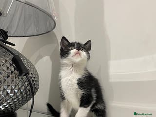 Mixed Breed cats Beautiful kittens ready to go now - Advert 12