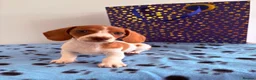 Miniature Dachshund dogs for sale: ⭐️💕miniature dachshund pups⭐️💕 - Advert 6