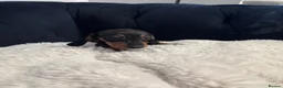 Miniature Dachshund dogs for sale: REDUCED AND READY for their new homes! KC PUPPIES! - Advert 29