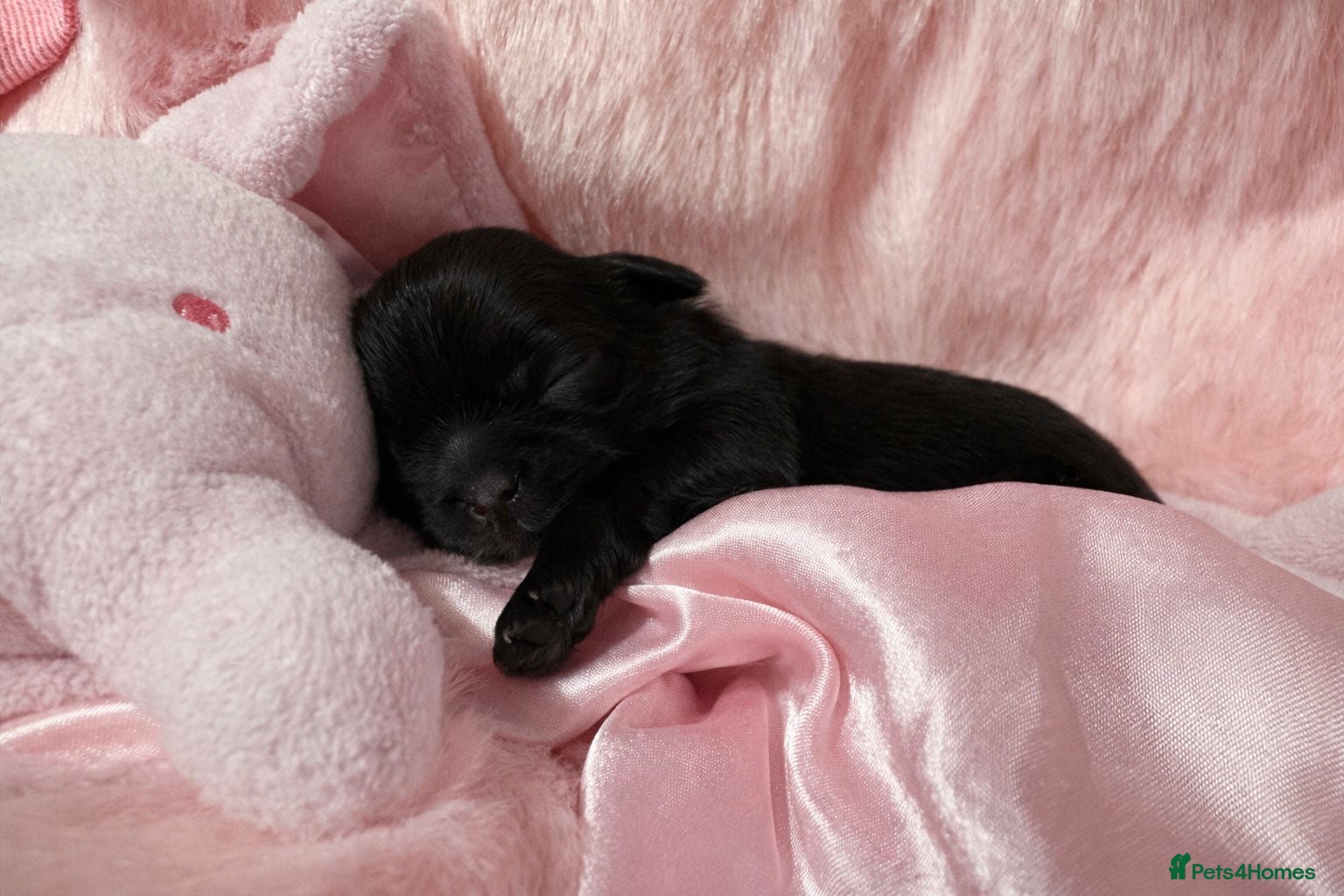 Shih Tzu dogs KC registered Black 🖤 and Chocolate 🤎 Beauties  - Advert 3