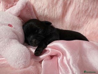 Shih Tzu dogs KC registered Black 🖤 and Chocolate 🤎 Beauties - Advert 3