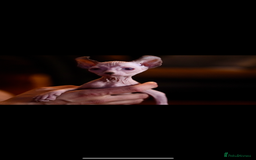 Sphynx cats for sale: Sphynx Elf’s  - Image 1
