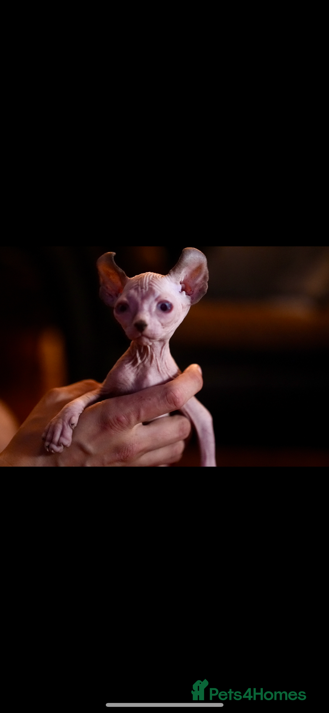 Sphynx cats for sale: Sphynx Elf’s  - Image 1