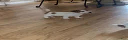 Jack Russell dogs for sale: Jackrussle puppys in Ashington - Advert 3