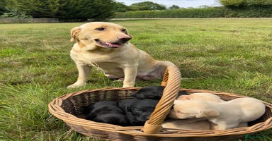 Labrador Retriever dogs - Advert 13