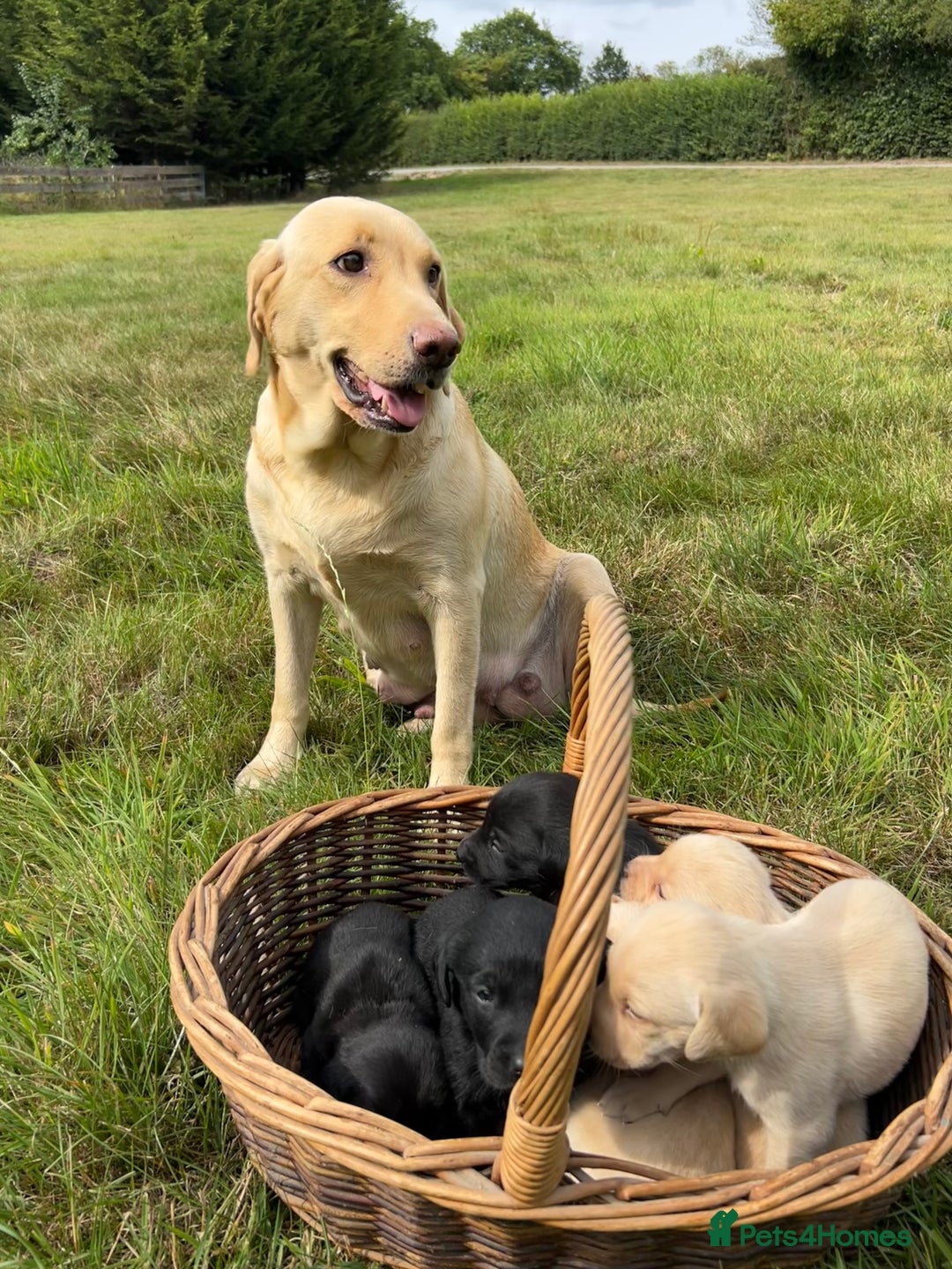 Labrador Retriever dogs for sale: Beautiful Working Labrador Puppies KC Registered  - Image 4