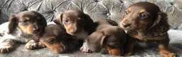 Miniature Dachshund dogs for sale: Miniature long haired dachshund READY NOW - Advert 25
