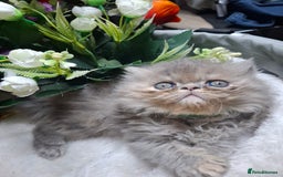 Persian cats for sale: Blue Persian kittens  - Image 28