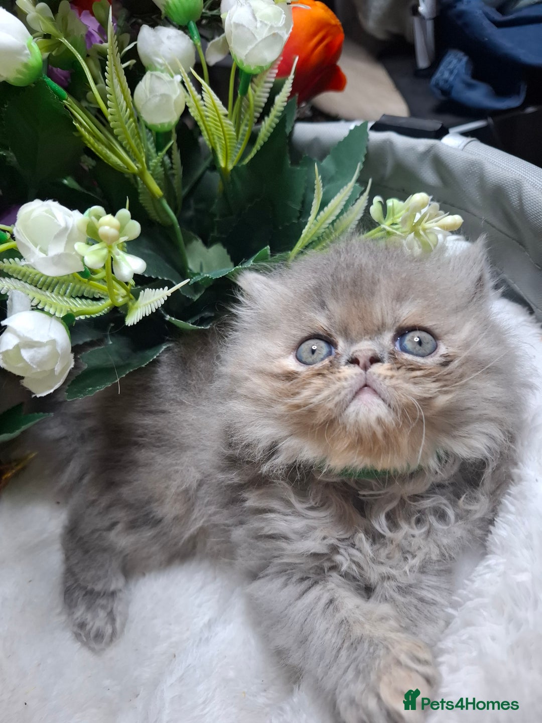 Persian cats for sale: Blue Persian kittens  - Image 28
