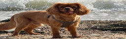 Cavalier King Charles Spaniel dogs for stud: Cavalier King Charles for stud - Advert 3
