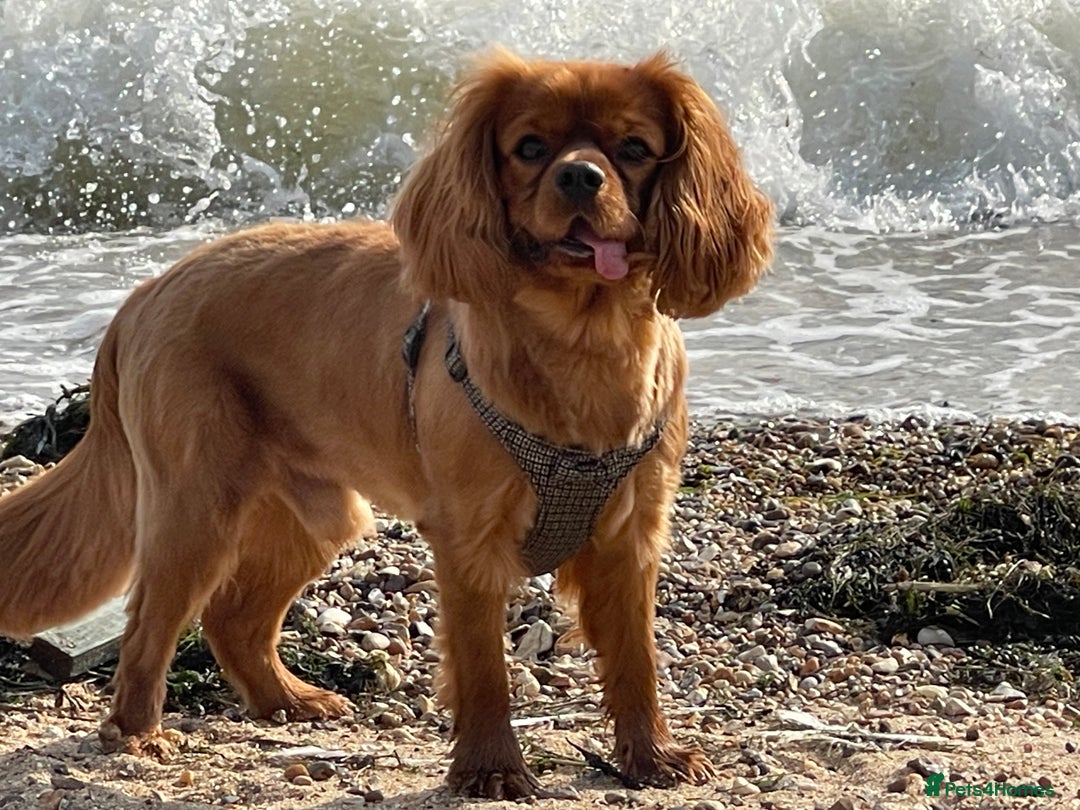 Cavalier King Charles Spaniel dogs for stud: Cavalier King Charles for stud - Image 3
