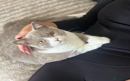 British Shorthair cats for sale: Beautiful BH Bicolour Kittens. Ready now! - Image 18