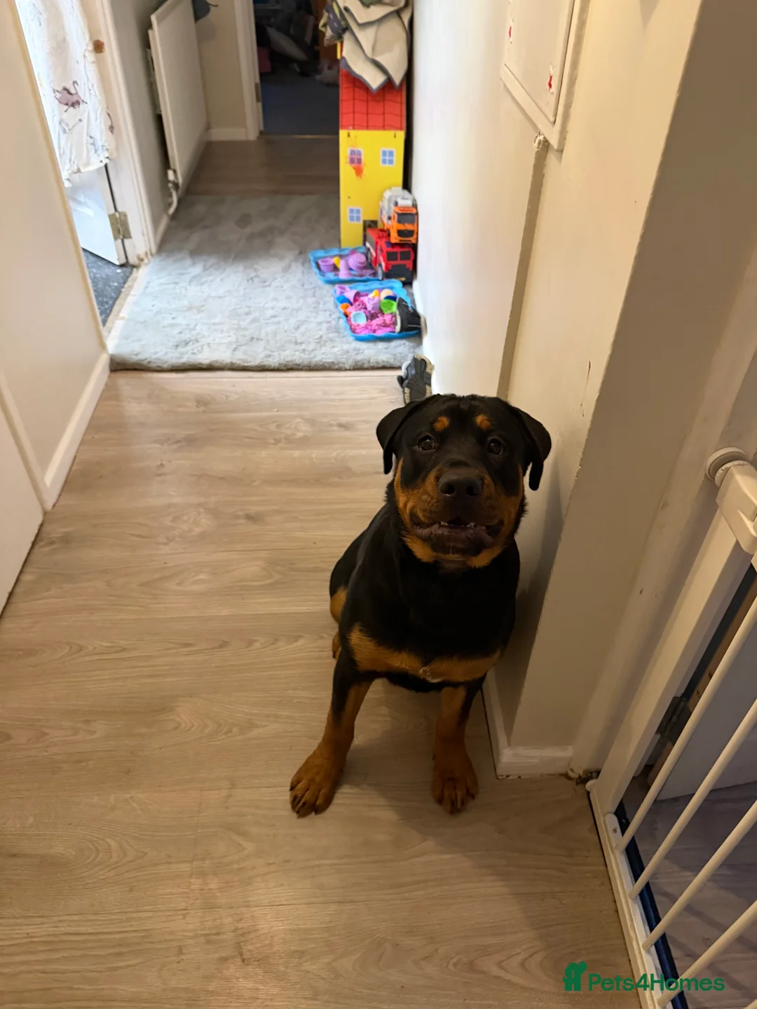 Rottweiler dogs for sale: Rottweiler  - Advert 1