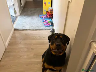 Rottweiler dogs Rottweiler - Advert 1