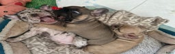 French Bulldog dogs for sale: Three boys left  - Advert 5