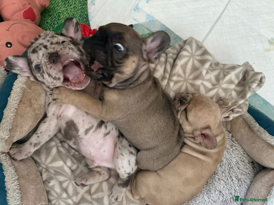 French Bulldog dogs for sale: Three boys left  - Advert 5