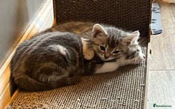 Maine Coon cats for sale: Fluffy crossed maine coon kittens for sale - Image 6