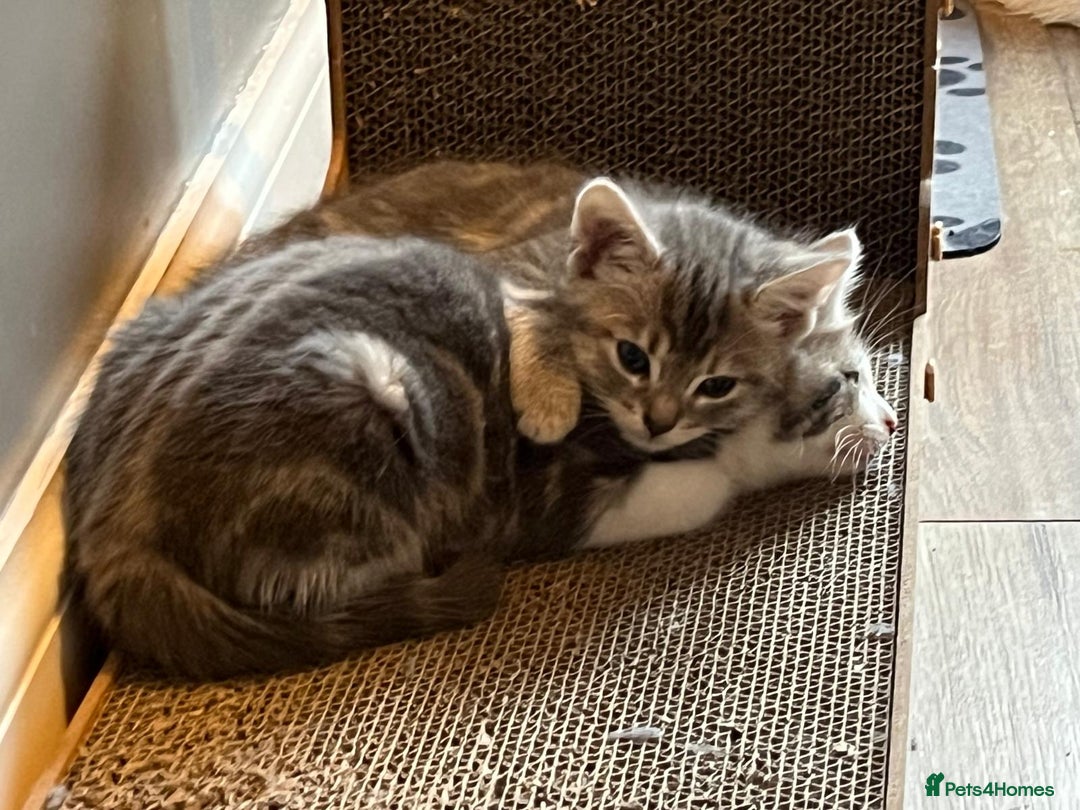Maine Coon cats for sale: Fluffy crossed maine coon kittens for sale - Image 6