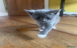 Mixed Breed cats for sale: Stunning litter of 4 - Image 2