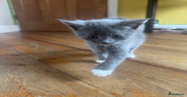 Mixed Breed cats - Advert 4