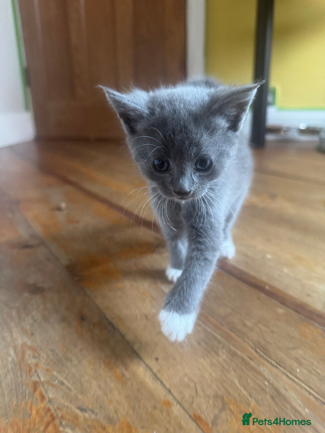 Mixed Breed cats for sale: Stunning litter of 4 - Image 2
