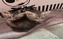Maine Coon cats for sale: Ready Now Maine Coon kittens - Image 10
