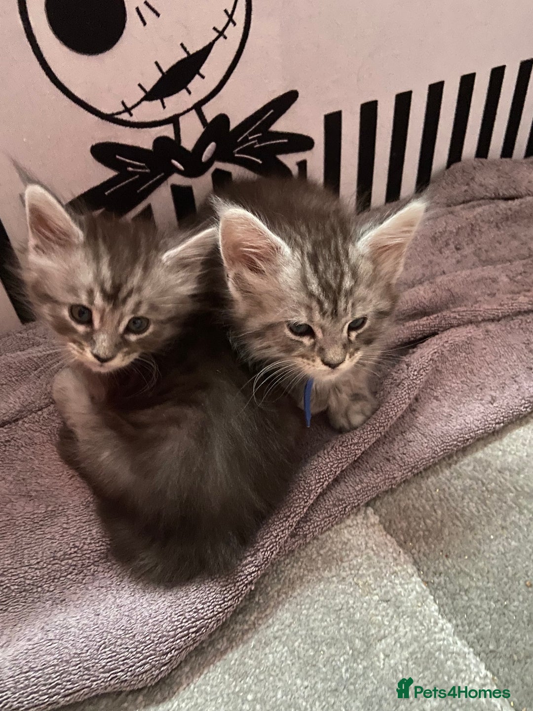 Maine Coon cats for sale: Ready Now Maine Coon kittens - Image 10