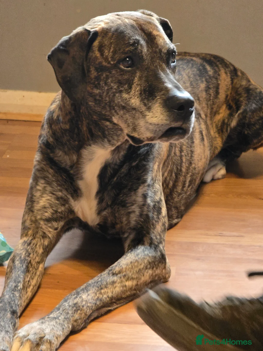 Mixed Breed dogs for stud: Simba in Westerham - Advert 7